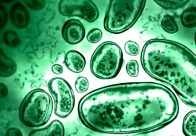 Vastagbél mikrobióma vizsgálat